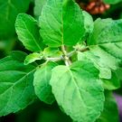 Ocimum sanctum HOLY BASIL Herb Seeds FJ