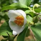 Stewartia pseudocamellia UNIQUE TREE Seeds FJ