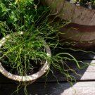 Juncus effusus Spiralis CORKSCREW RUSH Seeds FJ