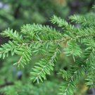 Tsuga canadensis EASTERN HEMLOCK Tree Seeds FJ