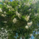 Lagerstroemia Natchez HARDY WHITE BLOOM - BEAUTIFUL BARK Hardy 1 Plant FJ