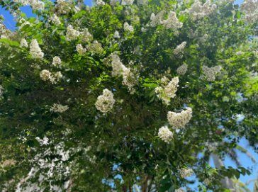 Lagerstroemia Natchez HARDY WHITE BLOOM - BEAUTIFUL BARK Hardy 1 Plant FJ