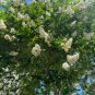 Lagerstroemia Natchez HARDY WHITE BLOOM - BEAUTIFUL BARK Hardy 1 Plant FJ
