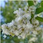 Lagerstroemia Natchez HARDY WHITE BLOOM - BEAUTIFUL BARK Hardy 1 Plant FJ