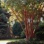 Lagerstroemia Natchez HARDY WHITE BLOOM - BEAUTIFUL BARK Hardy 1 Plant FJ