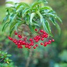 Ardisia japonica MARLBERRY SHRUB Seeds FJ