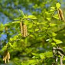 Betula lenta SWEET BIRCH Tree Seeds FJ