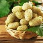 Morus alba WHITE MULBERRY Tree Seeds FJ