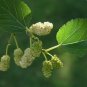 Morus alba WHITE MULBERRY Tree Seeds FJ