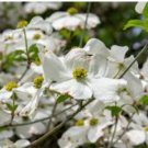 Cornus florida WHITE FLOWERING DOGWOOD Seeds FJ