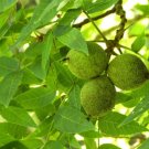 Black Walnut Tree 4"" Pot - Fast Growing & Easy to Maintain
