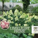 Limelight Prime
