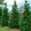 25 Murray Cypress Trees 2.5"" Pot - Fast Growing & Easy to Maintain