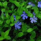 Vinca Minor Vine 4"" Pot Graveyard Vine Live Plant - Fast Growing & Easy to Maint
