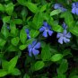 Vinca Minor Vine 4"" Pot Graveyard Vine Live Plant - Fast Growing & Easy to Maint