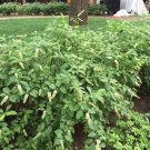 Itea Henry'S Garnet Sweetspire Live Plant