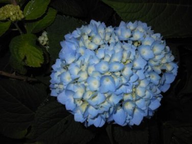 Nikko Blue Hydrangea Live Plant