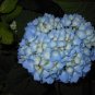 Nikko Blue Hydrangea Live Plant