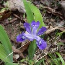 20 Wild Crested Iris Roots Live Plant - Strong & Healthy Roots