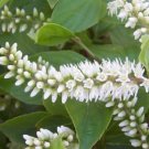 Henry'S Garnet Itea 4"" Pot Virginica Sweetspire Live Plant - Fast Growing & Easy to Maintain