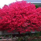 Dwarf Burning Bush Plant 4"" Pot Hardy Shrub (Euonymus Alatus) - Fast Growing & Easy to Maintain