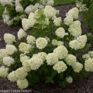 Little Lime Panicle Hydrangea Pp#22330 Live Plant