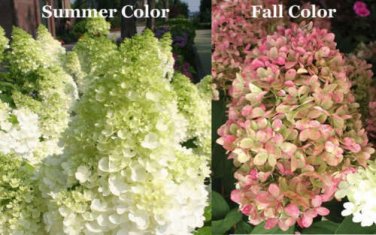 Limelight Hydrangea Shrub Pp#12874 Live Plant