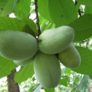 Paw Paw Indian Banana Qt Pot Live Plant - Fast Growing & Easy to Maintain