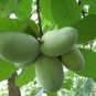 Paw Paw Indian Banana Qt Pot Live Plant - Fast Growing & Easy to Maintain