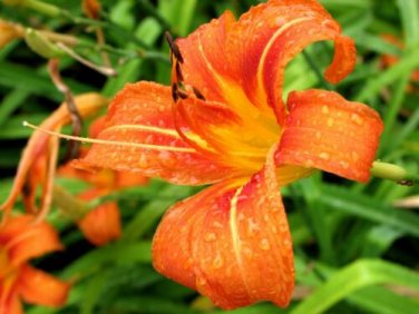 10 Wild Daylily Fans Root Systems Ditch Lily Live Plant - Strong & Healthy Roots