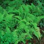 Hay Scented Fern 5 Clumps (Dennstaedtia Punctilobula) Live Plant
