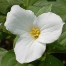 White Trillium 20 Bulbs Live Plant