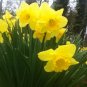 100 Wild Daffodil Bulbs Lent Lily, Buttercup Live Plant