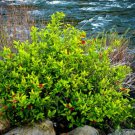 Spice Bush Pond Berry (Lindera Benzoin ) Qt Pot Live Plant - Fast Growing & Easy