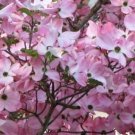 Pink Dogwood Tree 8-12"" Tall 2.5"" Pot - Fast Growing & Easy to Maintain
