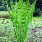 Tn Ostrich Glade Fern 20 Rhizome Root (Matteuccia Struthiopteris) Live Plant