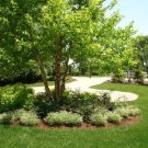 River Birch Multi-Stem Clump Tree Qt Pot (Betulanigra) - Fast Growing