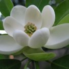 Sweetbay Magnolia, Laurel Magnolia, Swamp Magnolia Qt. Pot Live Plant