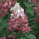 Pinky Winky Hydrangea Qt Pot  Pp#16166 Live Plant - Fast Growing & Easy to Maintain