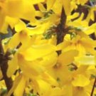 Forsythia Lynwood Gold-""Golden Bells"" (Forsythia Xintermedia 'Lynwood') 4"" Pot L