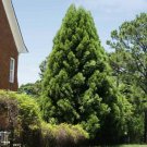 Cryptomeria  Yoshino Japanese Cedar Qt Pot Live Plant - Fast Growing & Easy to Maintain