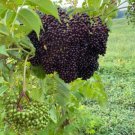 Elderberry (Sambucus Canadensis) Qt. Pot Live Plant - Fast Growing & Easy to Maintain