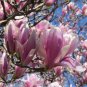 Jane Magnolia Shrub/Tree 2 .5