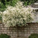 Japanese Dappled Nishiki Willow Shrub/Tree Quart Pot - Fast Growing & Easy to Maintain