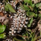 Allegheny  Spurge 5  Roots (Pachysandra Procumbens) Live Plant - Strong & Health
