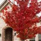 Brandywine Maple Qt. Pot Live Plant - Fast Growing & Easy to Maintain