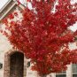 Brandywine Maple Qt. Pot Live Plant - Fast Growing & Easy to Maintain