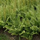 Christmas Fern 20 Rhizomes (Polystichum Acrostichoides) Live Plant