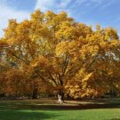 American Sycamore Qt. Pot (Platanus Occidentalis) Live Plant - Fast Growing & Easy to Maintain