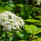 Black Haw Viburnum (Viburnum Prunifolium) Live Plant